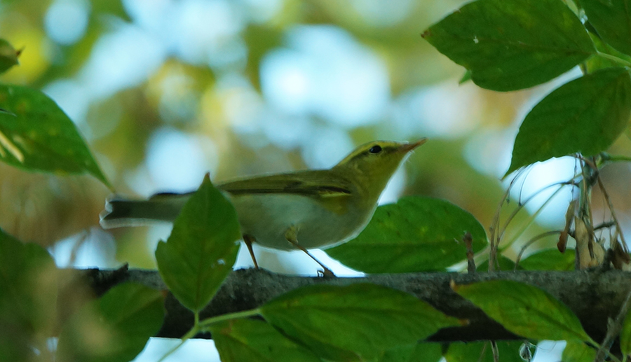 Wood Warbler