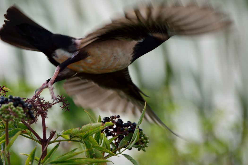 Rosy Starling