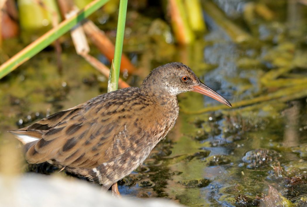 Water Rail