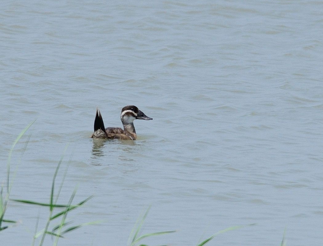White-headed Duck