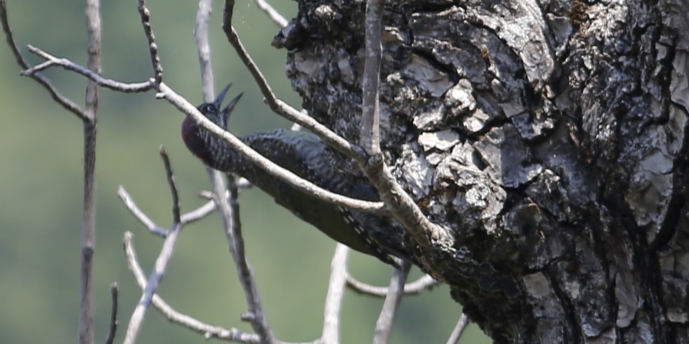 European Green Woodpecker