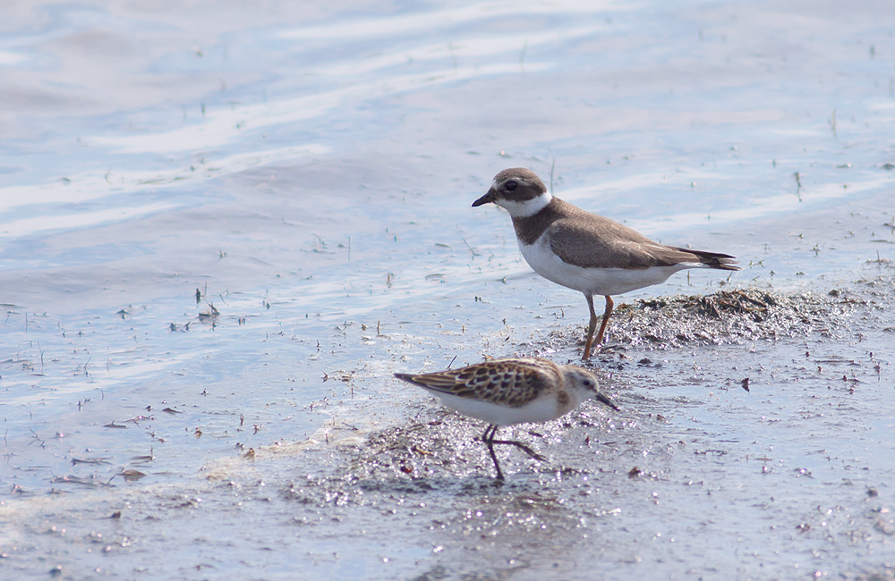 Common Ringed Plover