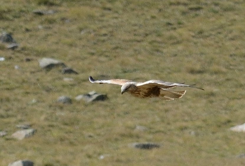 Long-legged Buzzard