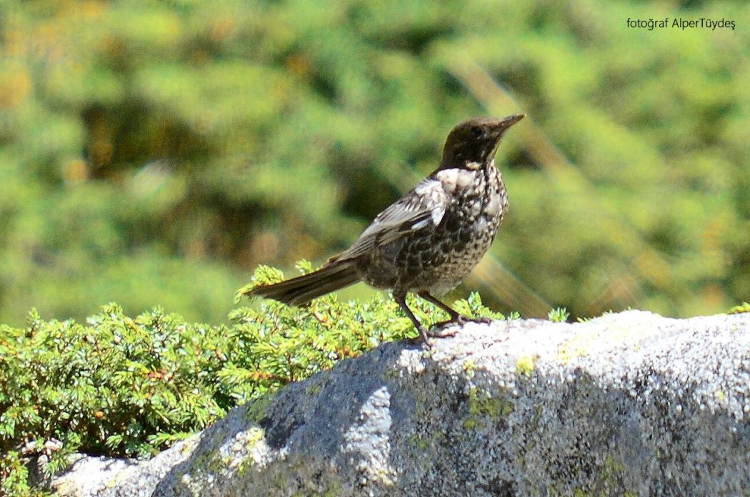 Ring Ouzel