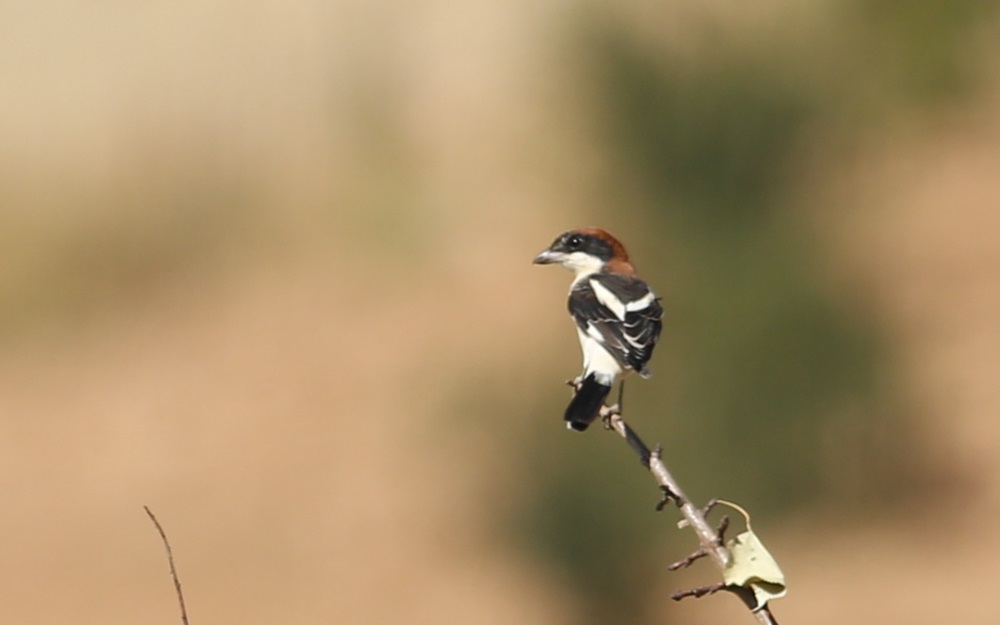 Woodchat Shrike