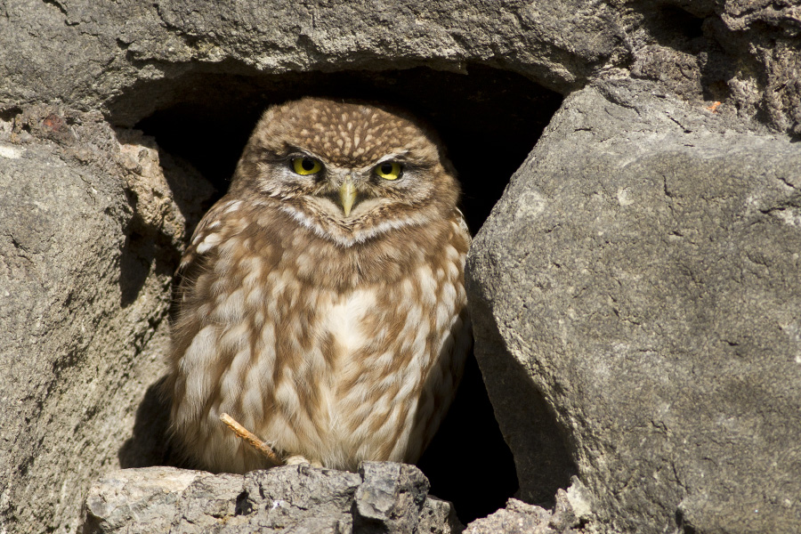 Little Owl
