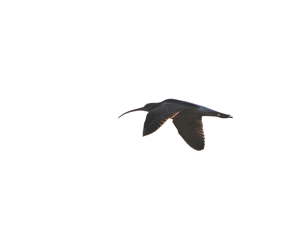 Eurasian Curlew