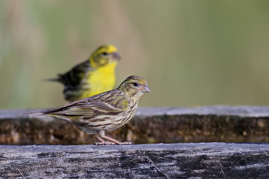 European Serin