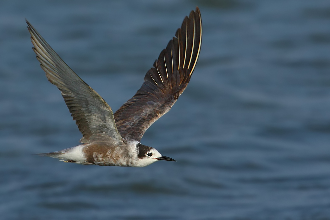 Black Tern