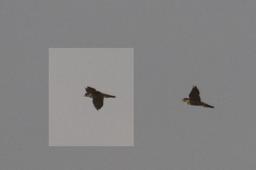 Peregrine Falcon