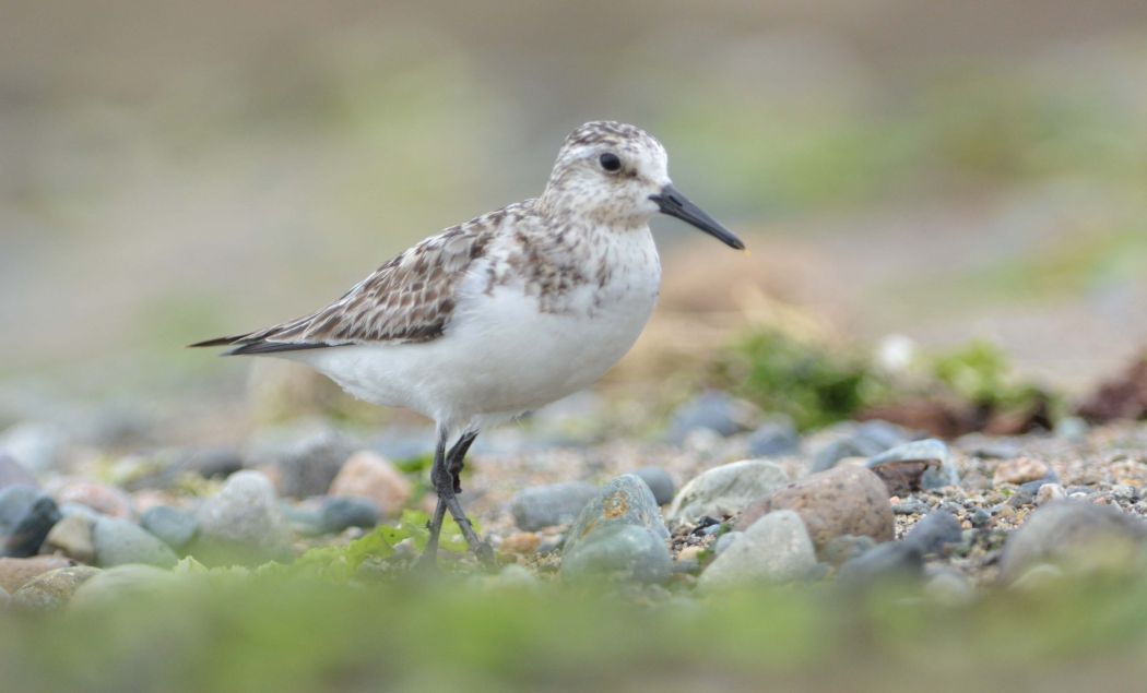 Little Stint