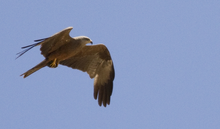 Black Kite