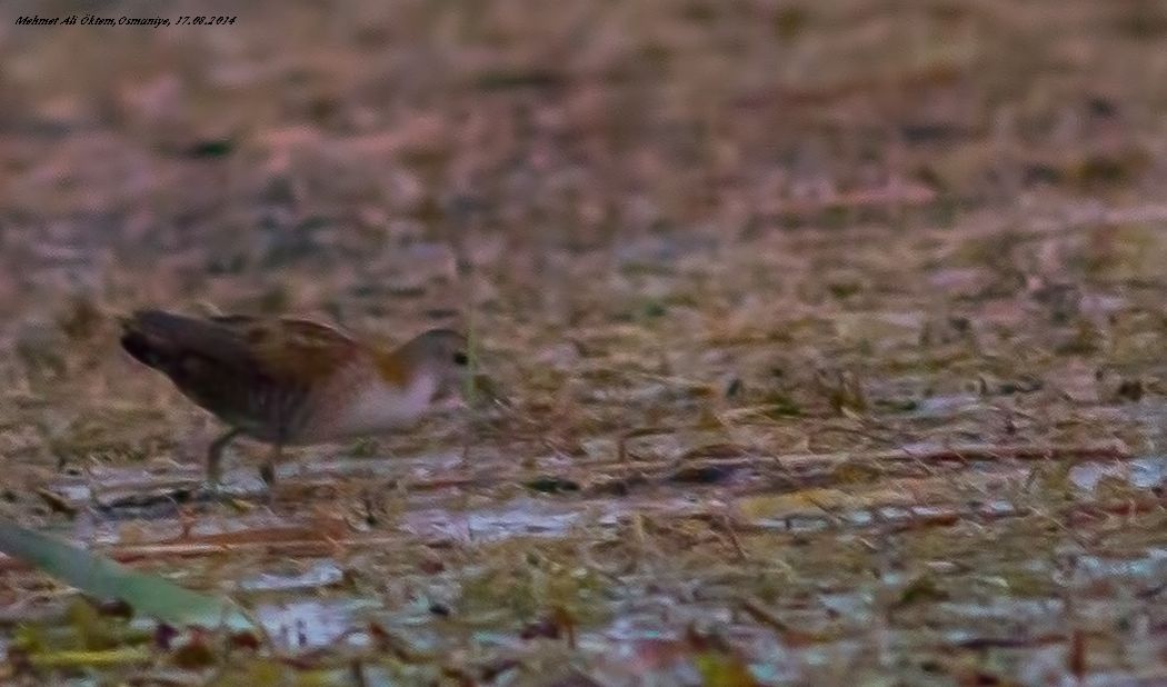 Little Crake