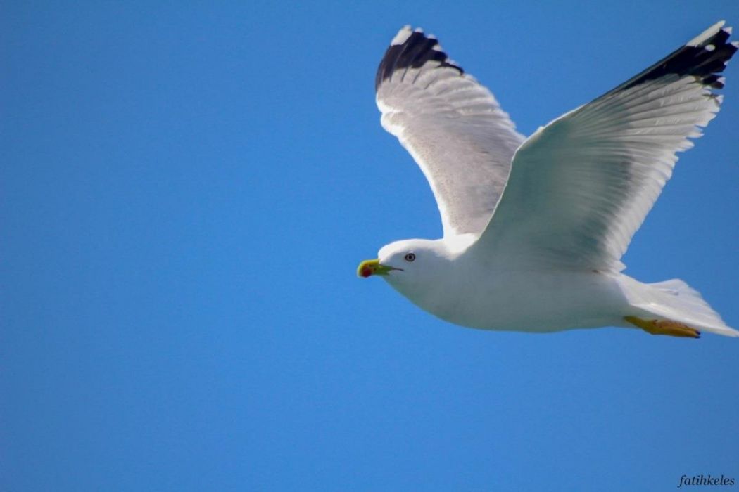 Yellow-legged Gull