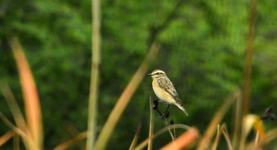 Whinchat