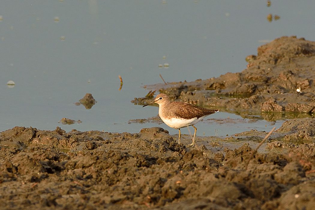 Green Sandpiper