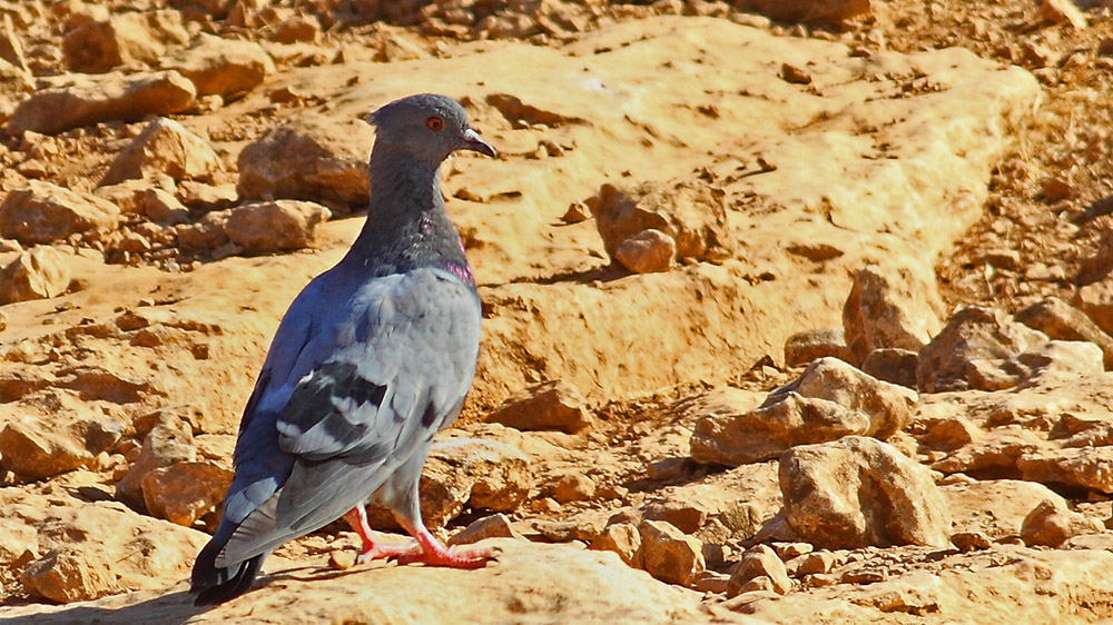 Rock Dove