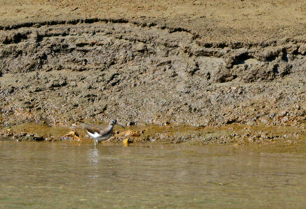 Green Sandpiper