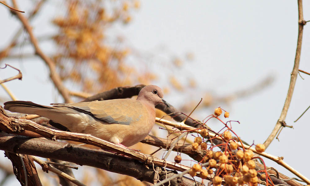 Laughing Dove