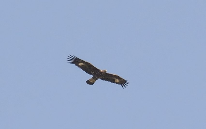 Golden Eagle