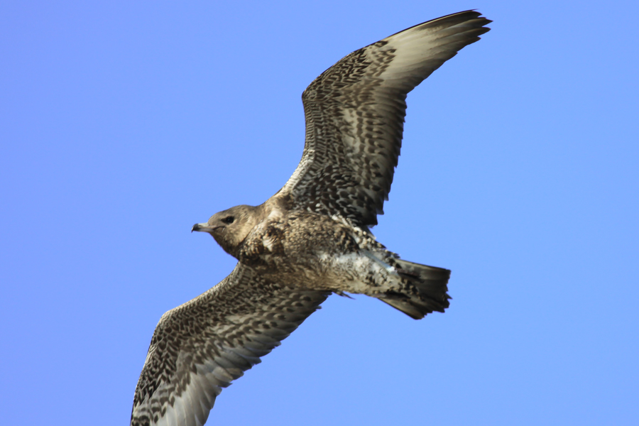 Pomarine Jaeger