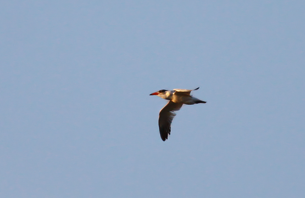Caspian Tern