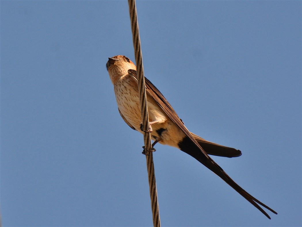 European Red-rumped Swallow