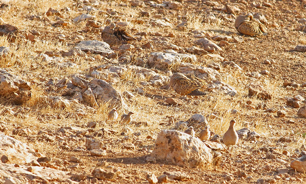 See-see Partridge