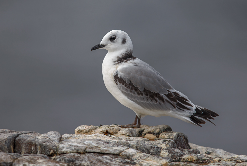 Black-legged Kittiwake