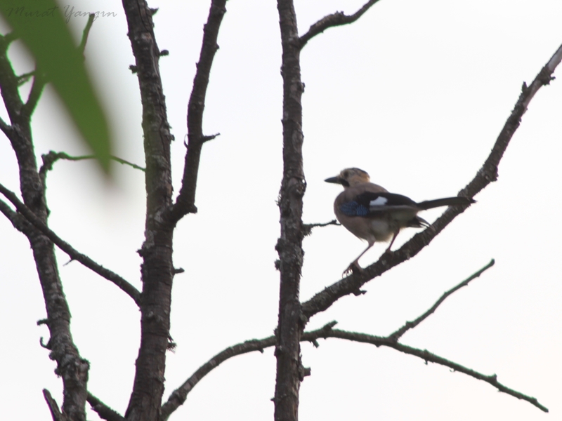 Eurasian Jay