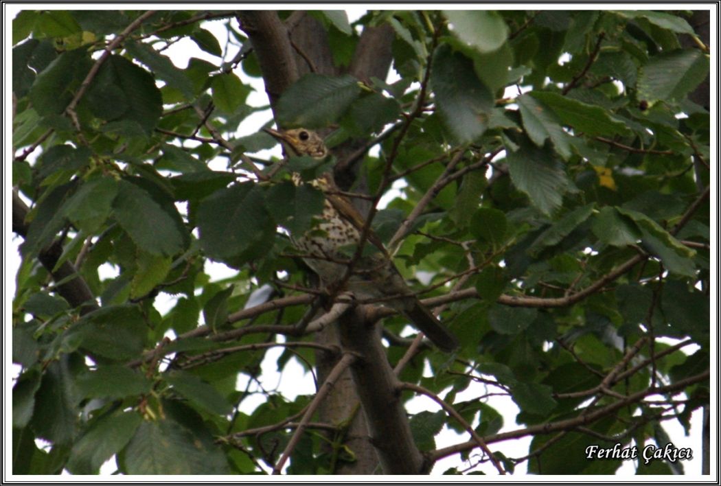 Mistle Thrush