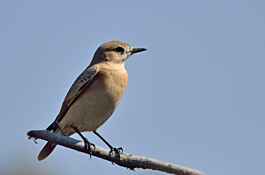 Isabelline Wheatear