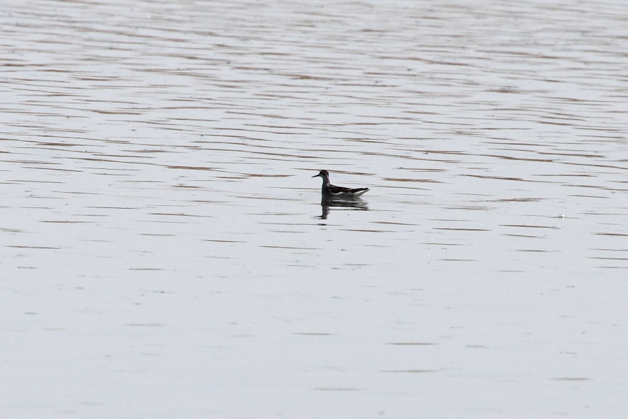 Red-necked Phalarope