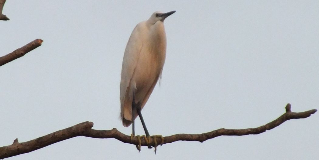Little Egret