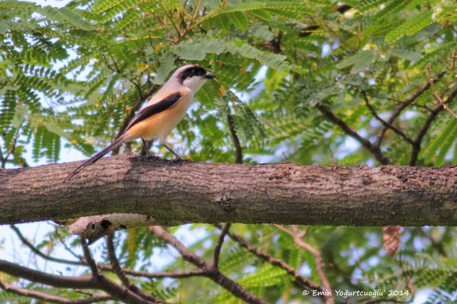 Long-tailed Shrike