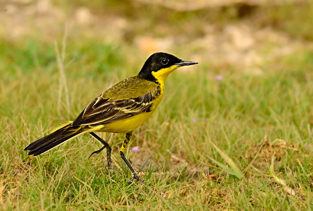 Western Yellow Wagtail
