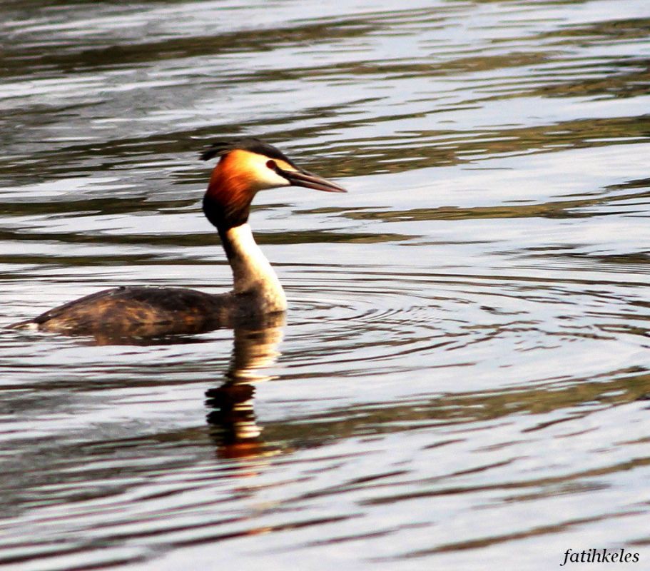 Great Crested Grebe