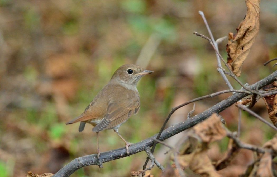 Thrush Nightingale