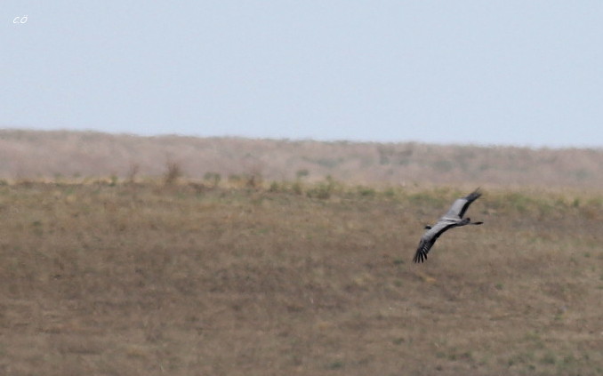 Demoiselle Crane