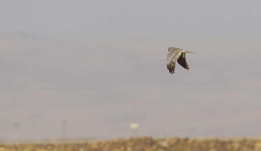 Montagu`s Harrier