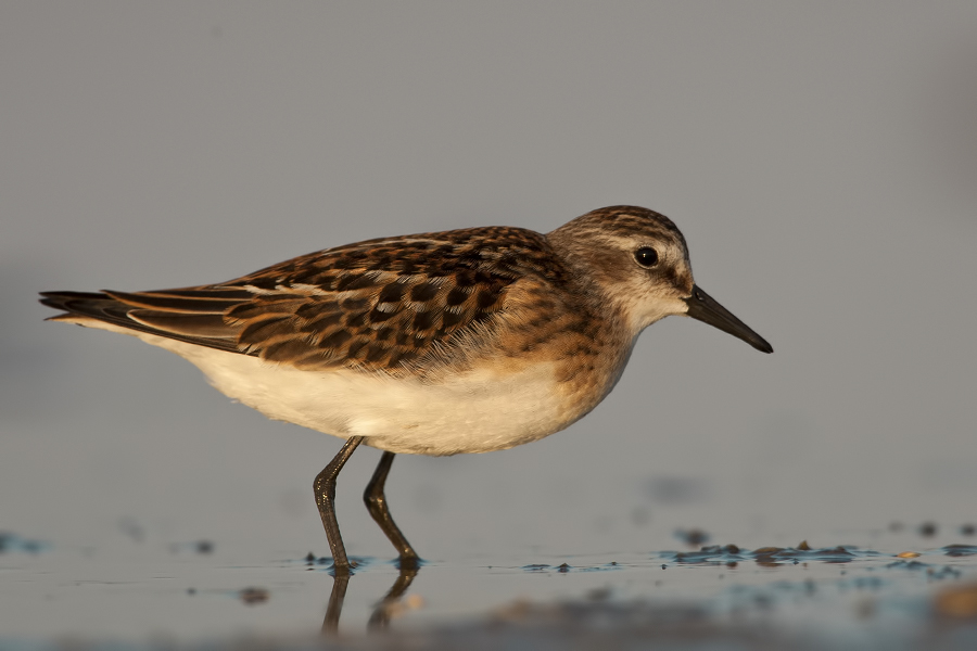 Little Stint