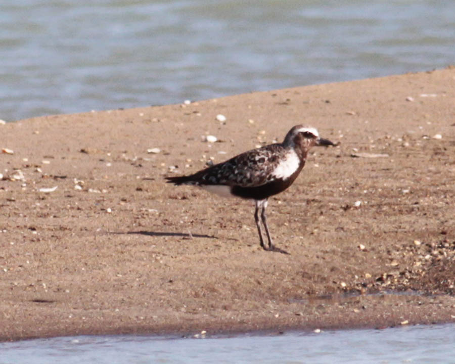 Grey Plover