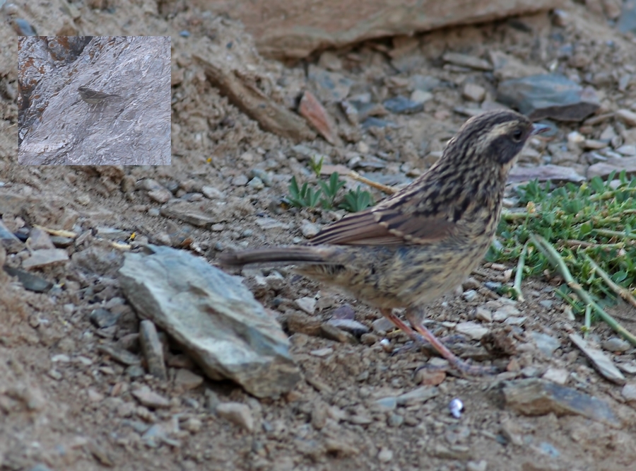 Radde`s Accentor