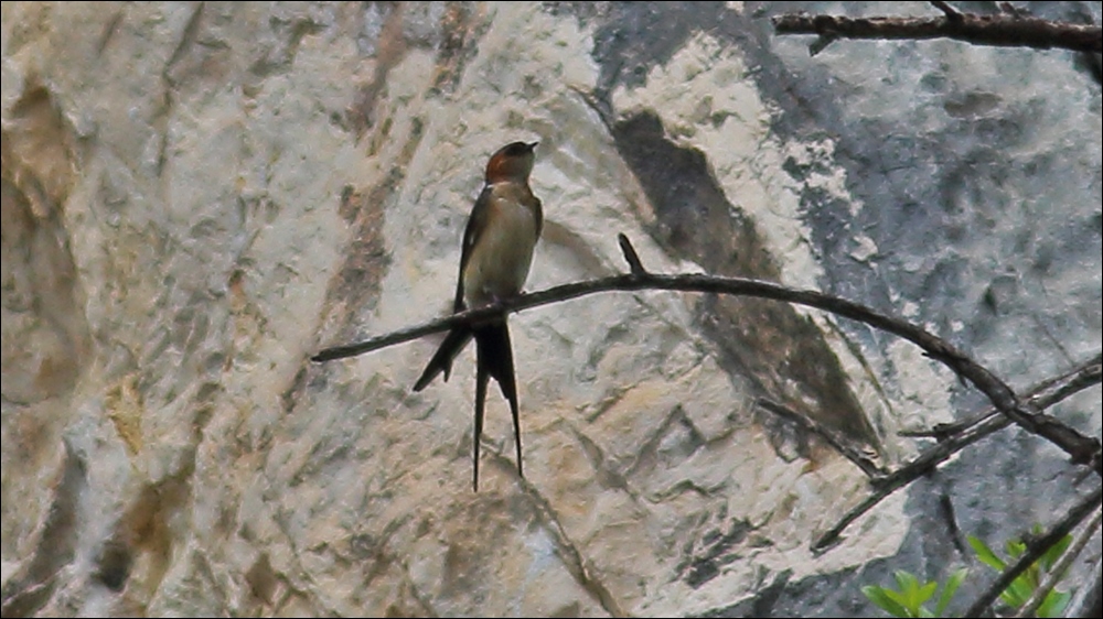 Red-rumped Swallow