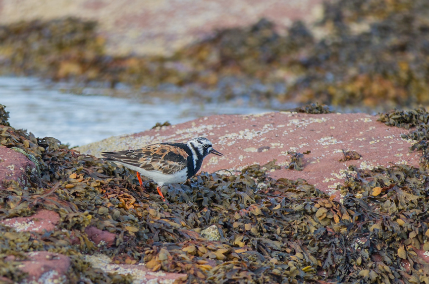 Ruddy Turnstone