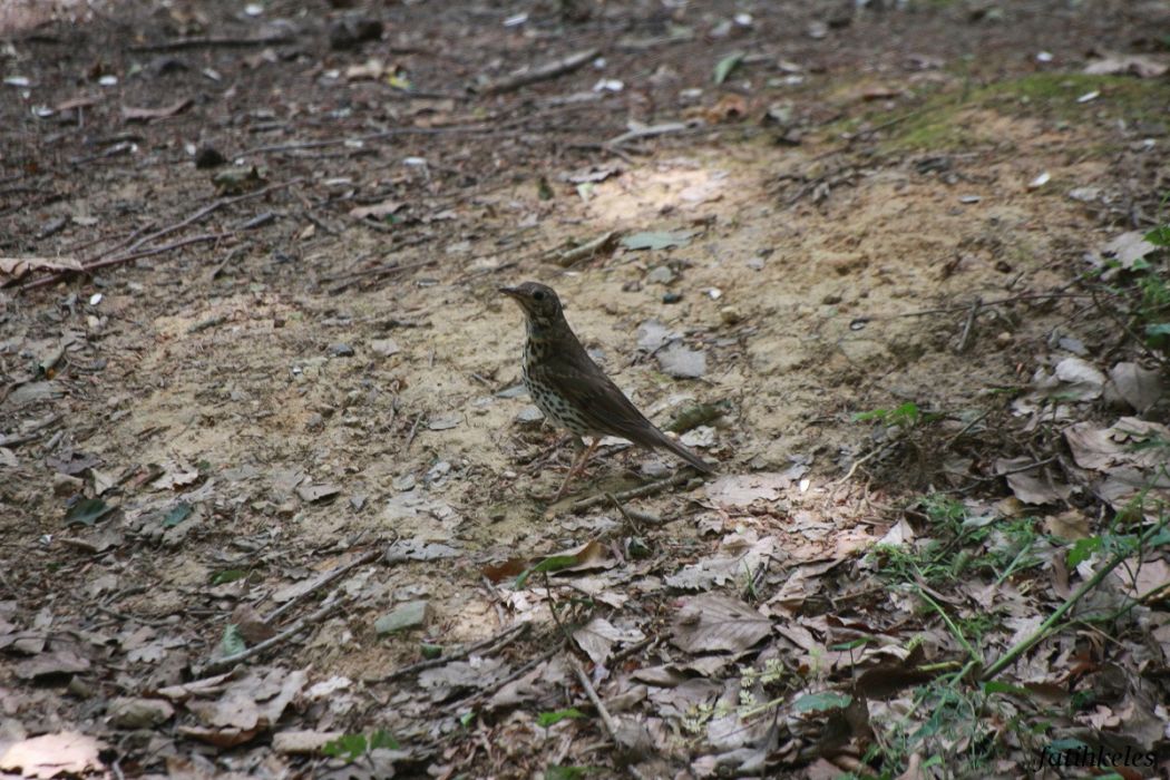 Song Thrush