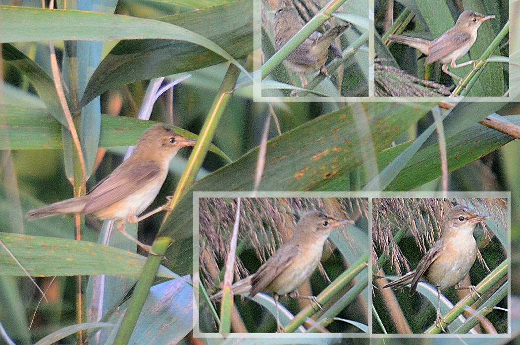 Common Reed Warbler
