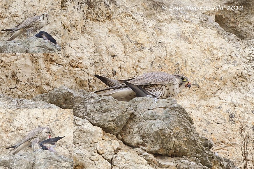 Saker Falcon