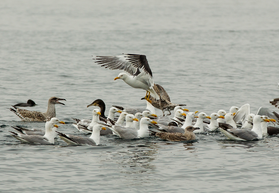 European Herring Gull