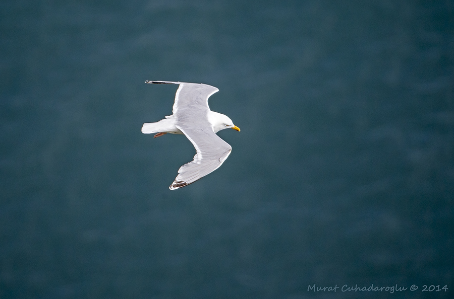 European Herring Gull